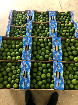 Kaffir lime